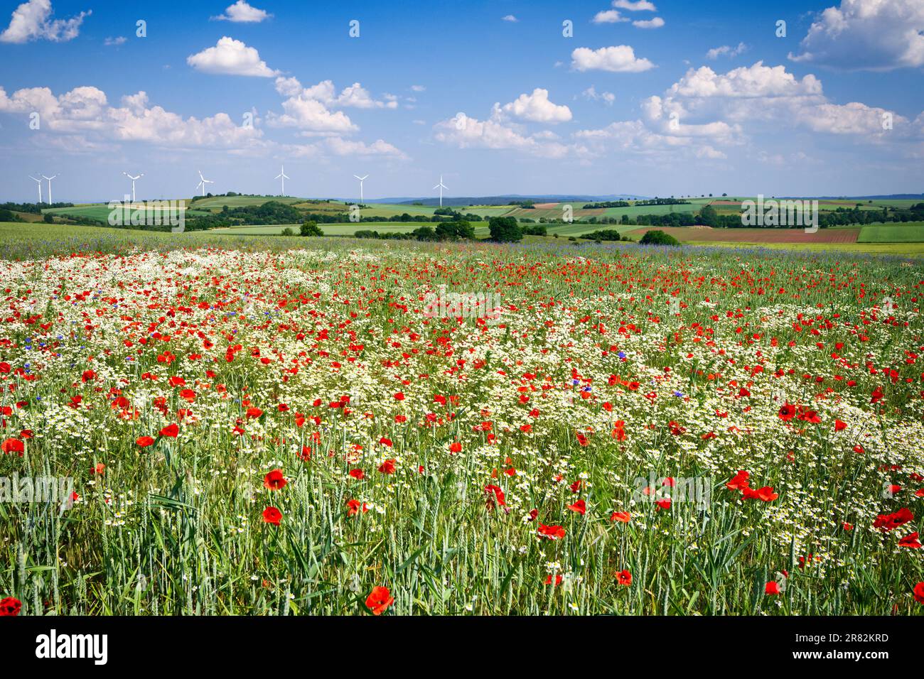 le pavot à maïs et la camomille sur une prairie en face d'un paysage idyllique d'eifel avec des collines, des arbres et des centrales éoliennes Banque D'Images