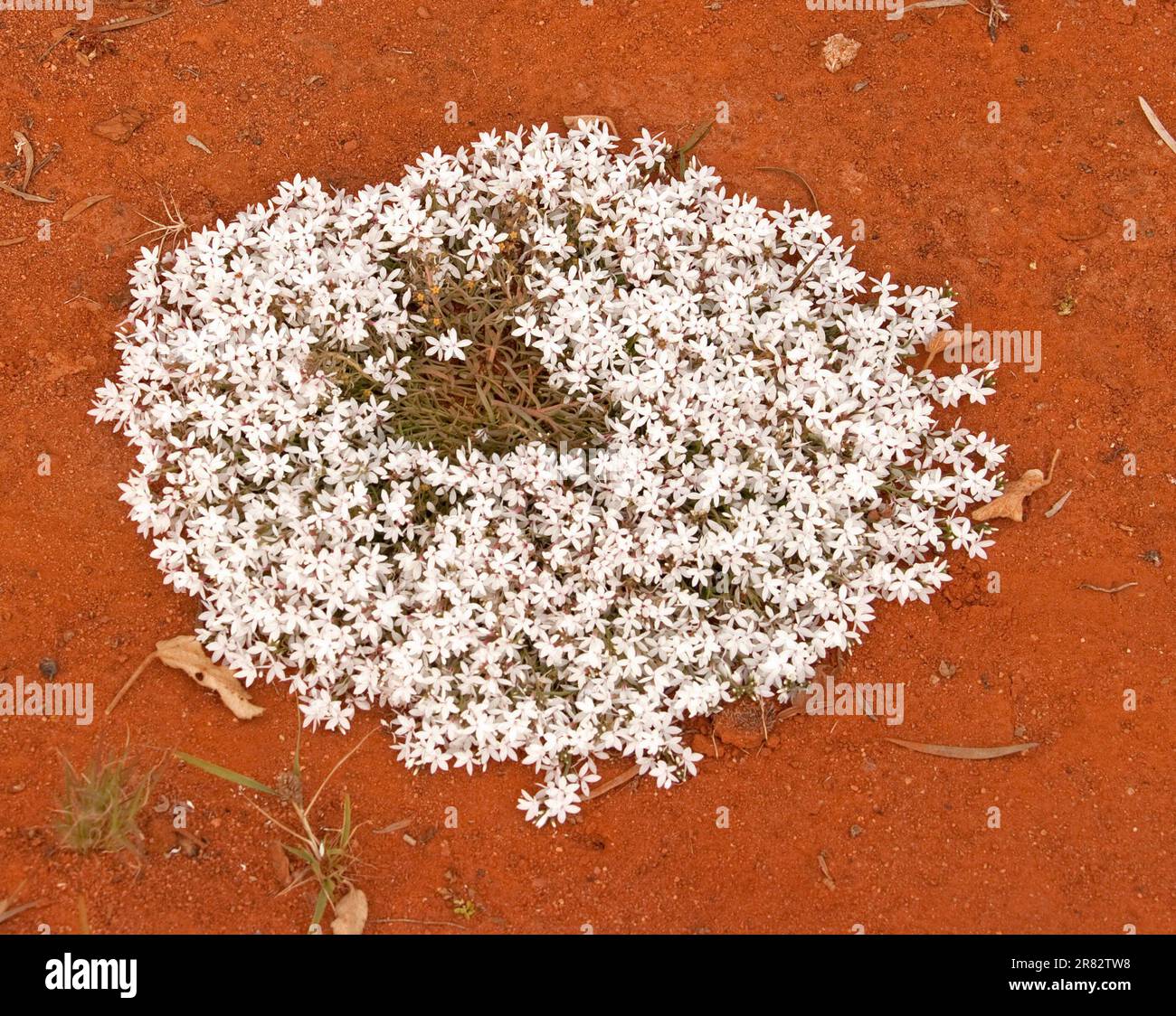 Fleurs sauvages blanches parfumées, Macregoria racemigera, tapis de neige, poussant près de la ville d'Adavale, dans l'outback du Queensland, en Australie Banque D'Images