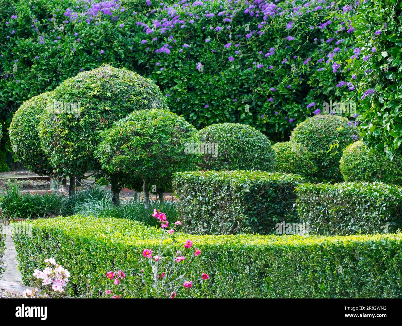 Topiaires et haies, arbustes à feuilles persistantes taillés en diverses formes formelles dans les jardins botaniques de Bundaberg Australie Banque D'Images