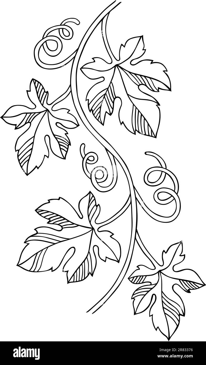 Élément à motif raisin avec feuilles sur fond blanc Illustration de Vecteur