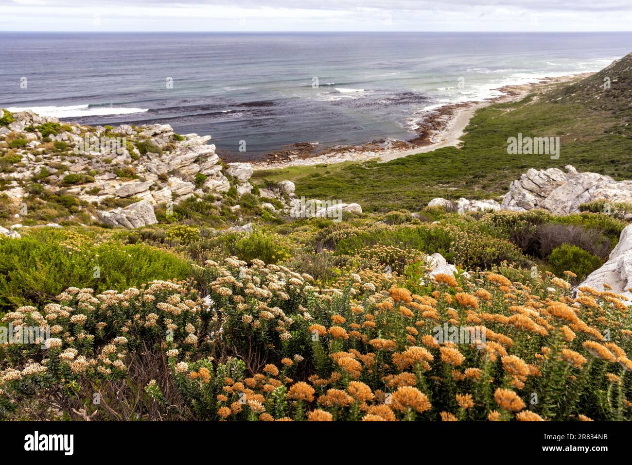 Paysage côtier dans la réserve naturelle du Cap de bonne espérance près du Cap, Afrique du Sud Banque D'Images