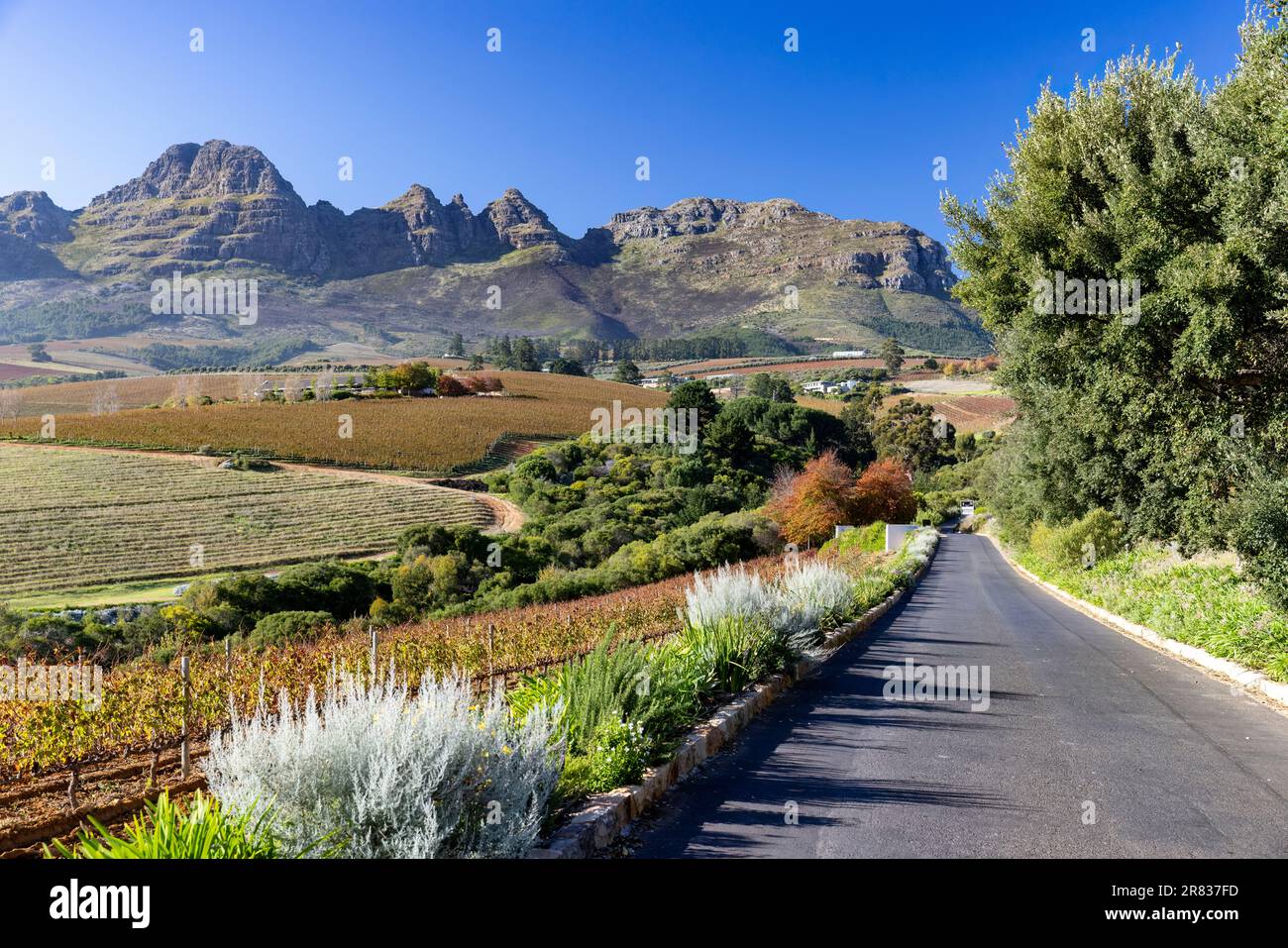 Belle vue des vignobles Stellenbosch avec la chaîne de montagnes Helderberg en arrière-plan près du Cap, Afrique du Sud Banque D'Images