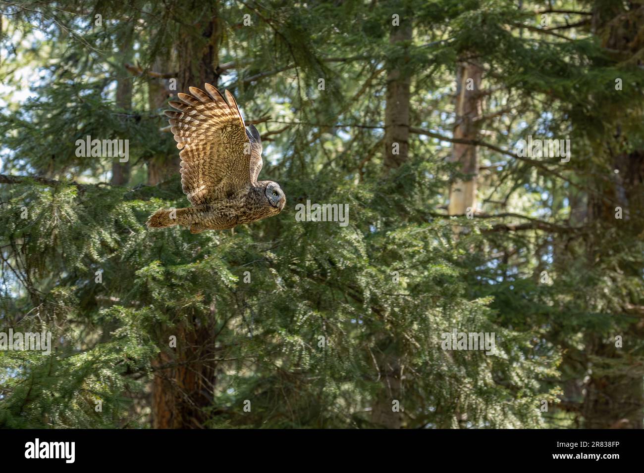 Une grande chouette grise (Strix nebulosa), dans son habitat forestier naturel, volant par un feuillage dense et une lumière du soleil battée. Banque D'Images