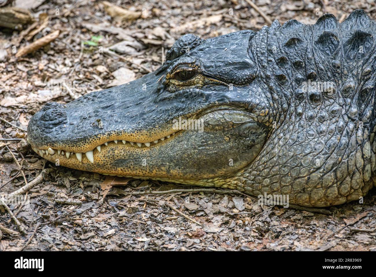 Alligator américain (Alligator mississippiensis) au zoo de Bear Hollow, qui abrite seulement la faune indigène non libérable, à Athènes, en Géorgie. (ÉTATS-UNIS) Banque D'Images Alligator américain (Alligator mississippiensis) au zoo de Bear Hollow, qui abrite seulement la faune indigène non libérable, à Athènes, en Géorgie. (ÉTATS-UNIS) Banque D'Images
