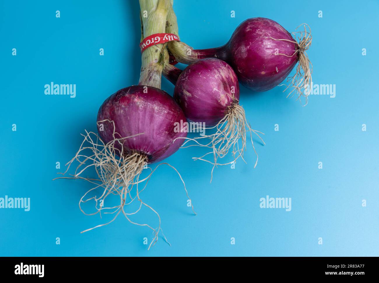 Gros plan sur l'oignon rouge, détaillé. Nourriture saine cuisine fraîche. Fermer la vue de dessus. Oignon rouge cru. Oignon rouge sur fond bleu. Banque D'Images