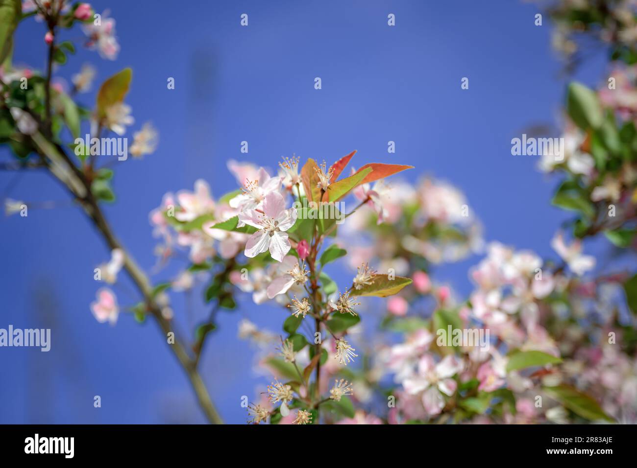 Cerisiers en fleurs Banque D'Images