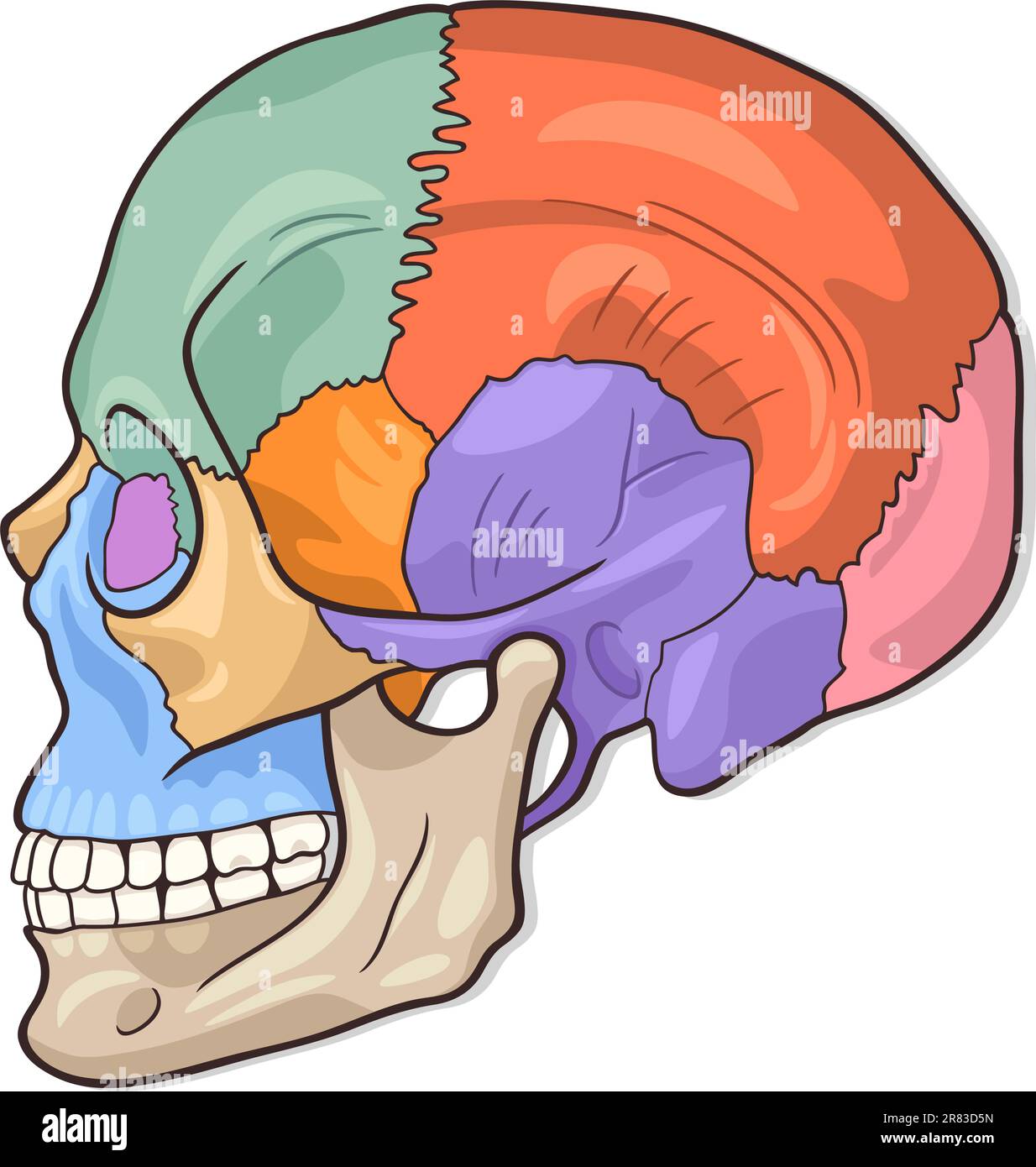 Vector Illustration médicale des droits de l'os du crâne schéma graphique Illustration de Vecteur