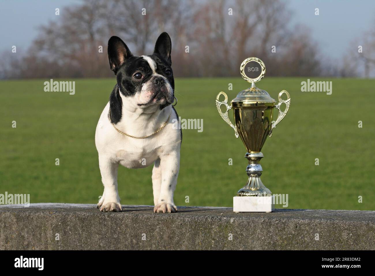 Bulldog français, homme, debout sur le mur à côté du trophée Banque D'Images