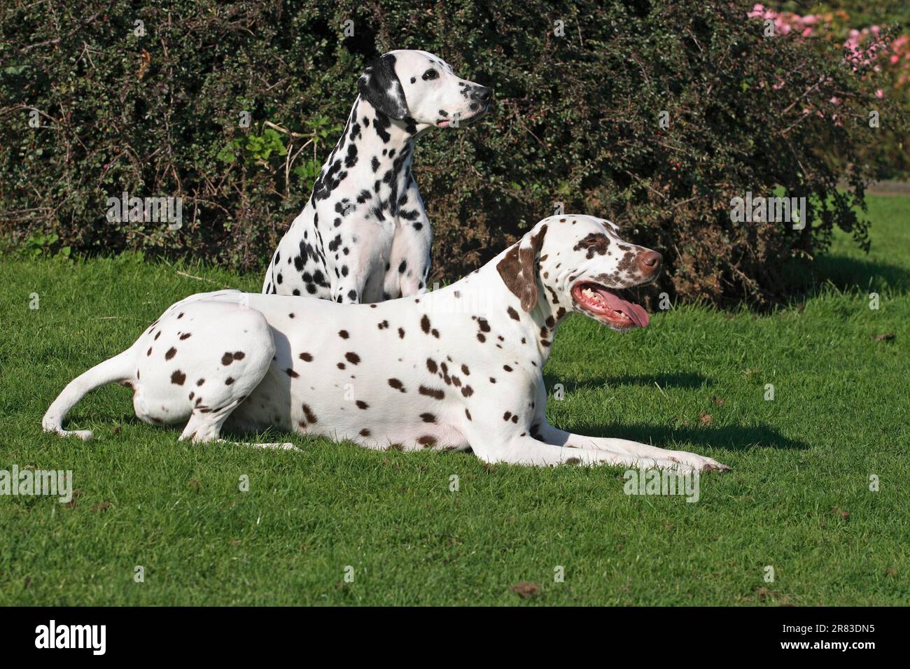 2 loup gris (Canis lupus) F. familiaris Banque D'Images