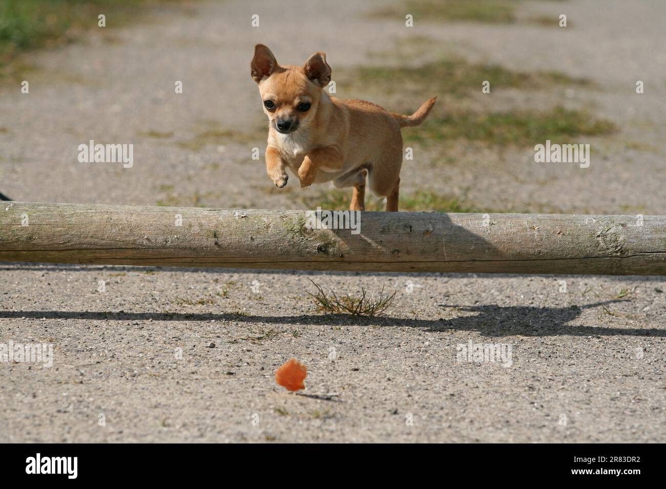 Chihuahua, 5 mois, saute sur un petit obstacle Banque D'Images