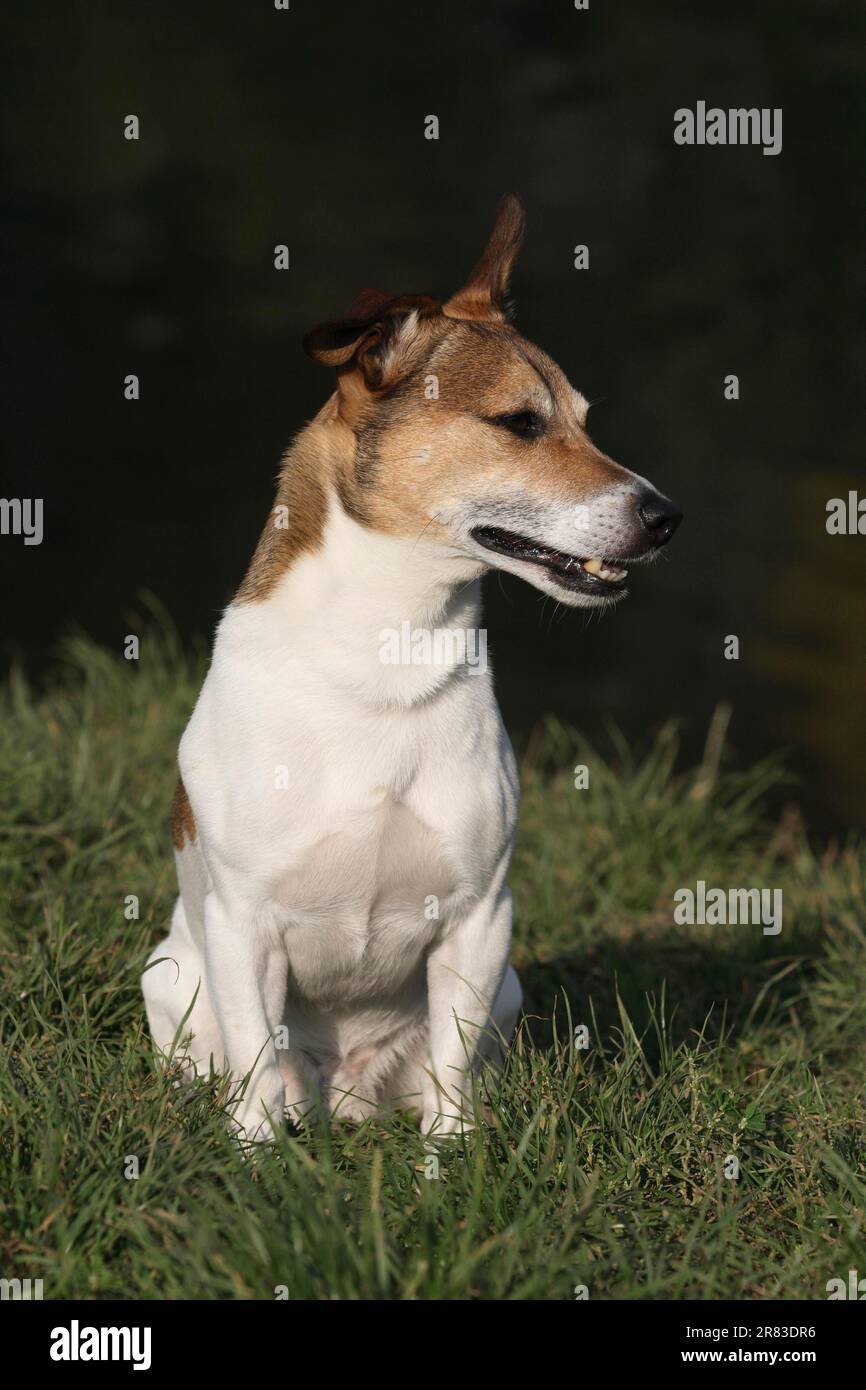 Jack Russell Grey Wolf (Canis lupus) F. familiaris Banque D'Images
