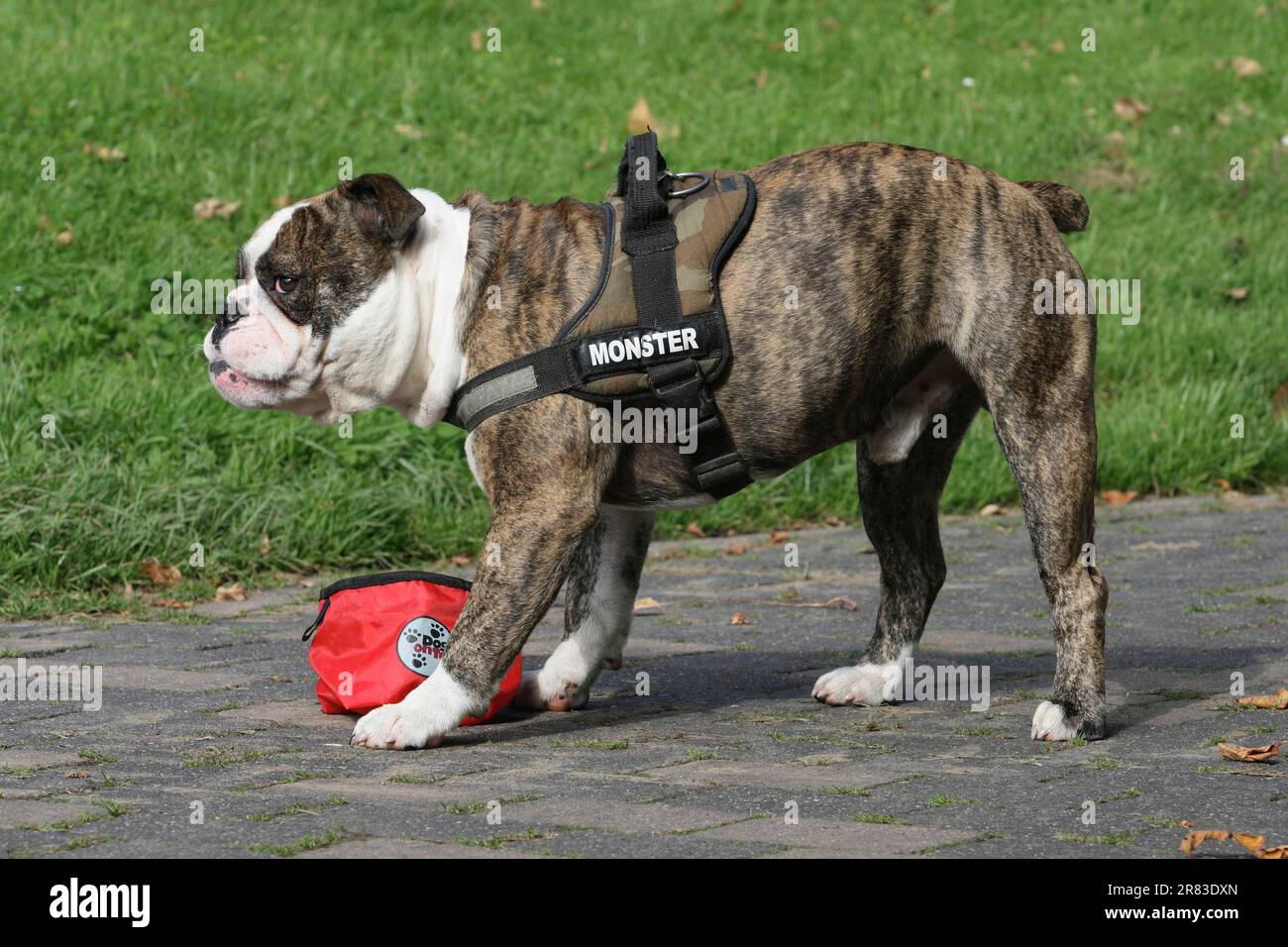 Bulldog anglais Drinking from a Foldable Drink Box dans le parc Banque D'Images