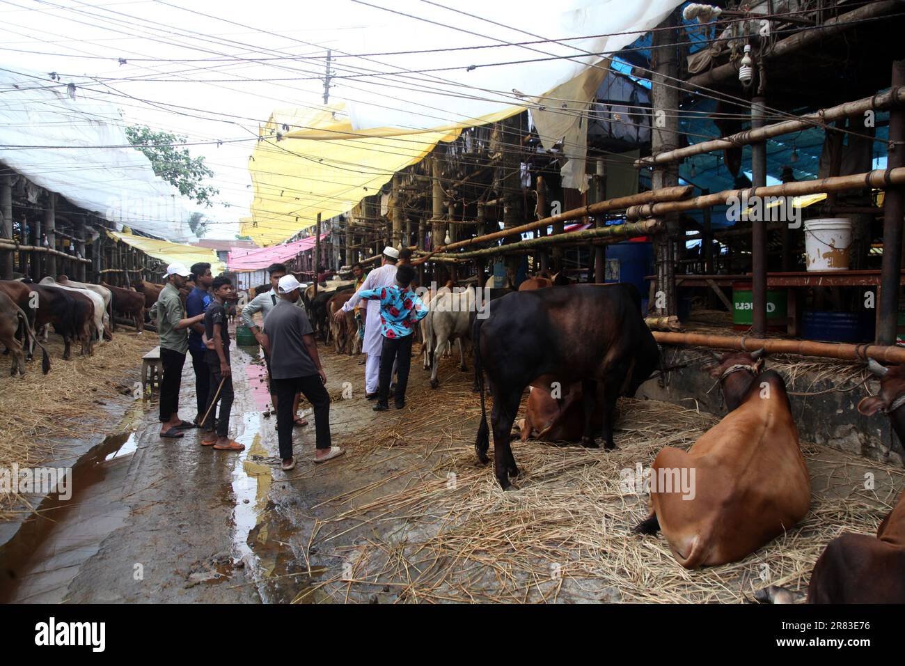Dhaka Bangladesh 18 jun2023, des animaux sacrificiels ont commencé à arriver sur les marchés de la capitale avant la prochaine Eid-ul-Azha, photo a été prise Banque D'Images