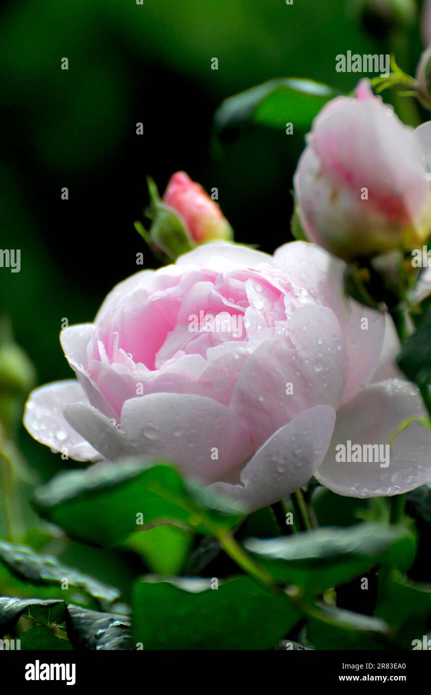 Rose anglais, rosee, blanc, David Austin, raindrop, Jardin de roses à Oberderdingen Banque D'Images