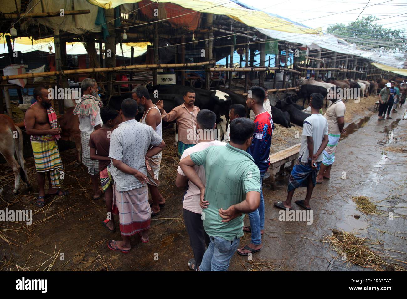 Dhaka Bangladesh 18 jun2023, des animaux sacrificiels ont commencé à arriver sur les marchés de la capitale avant la prochaine Eid-ul-Azha, photo a été prise Banque D'Images