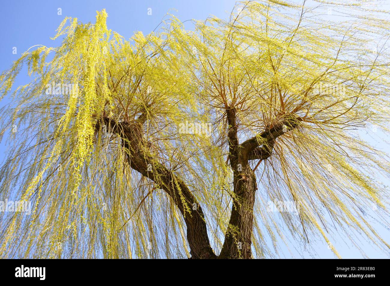 Pousses fraîches de saule pleurant (Salix babylonica) au printemps, vent fort, saule pleurant Banque D'Images