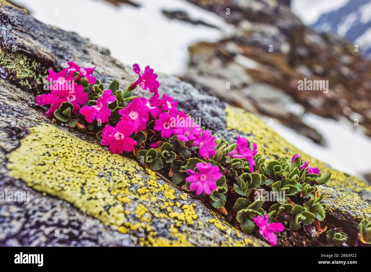 Fleur sauvage rose poussant dans un cravice de roche dans la montagne des alpes Banque D'Images