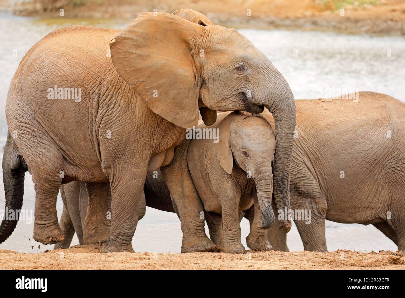 Vache à éléphant d'Afrique (Loxodonta africana) avec veau, parc national des éléphants d'Addo, Afrique du Sud Banque D'Images