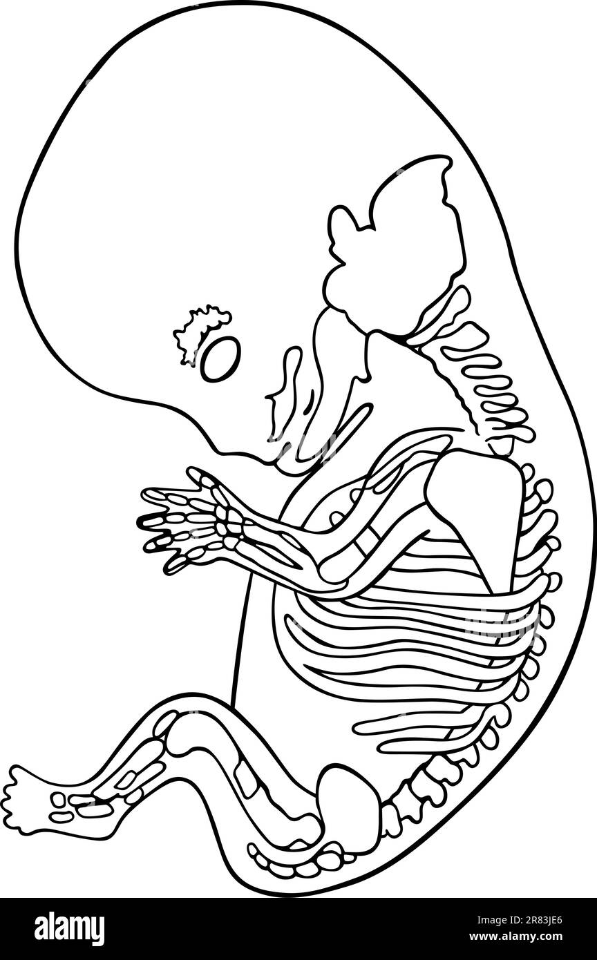 Fœtus humain 8 mois Illustration de Vecteur