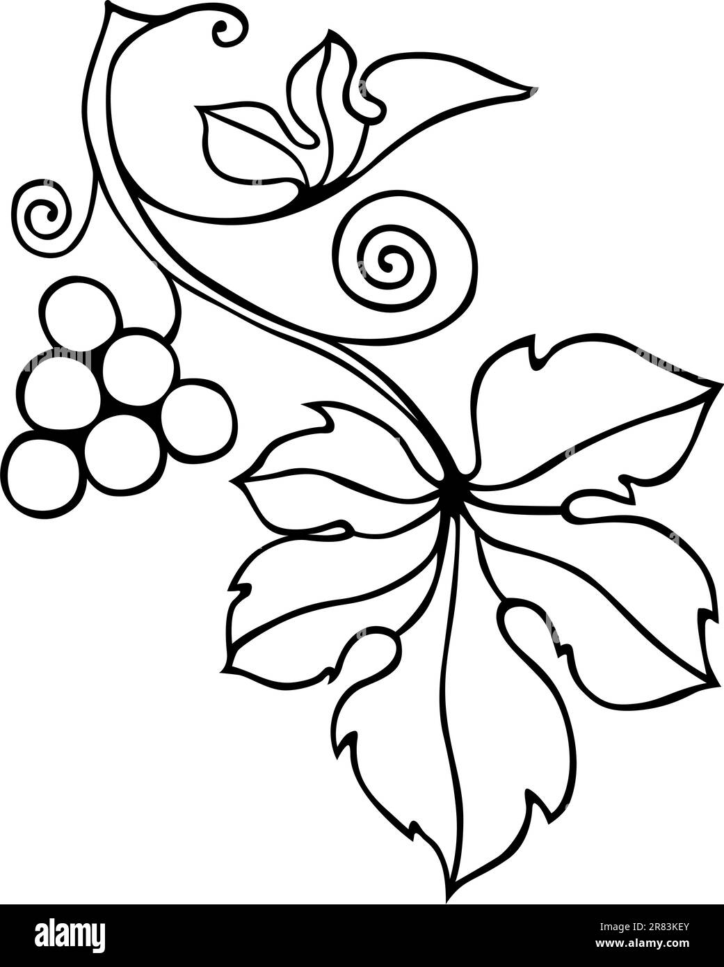 Élément décoratif de vigne sur fond blanc Illustration de Vecteur