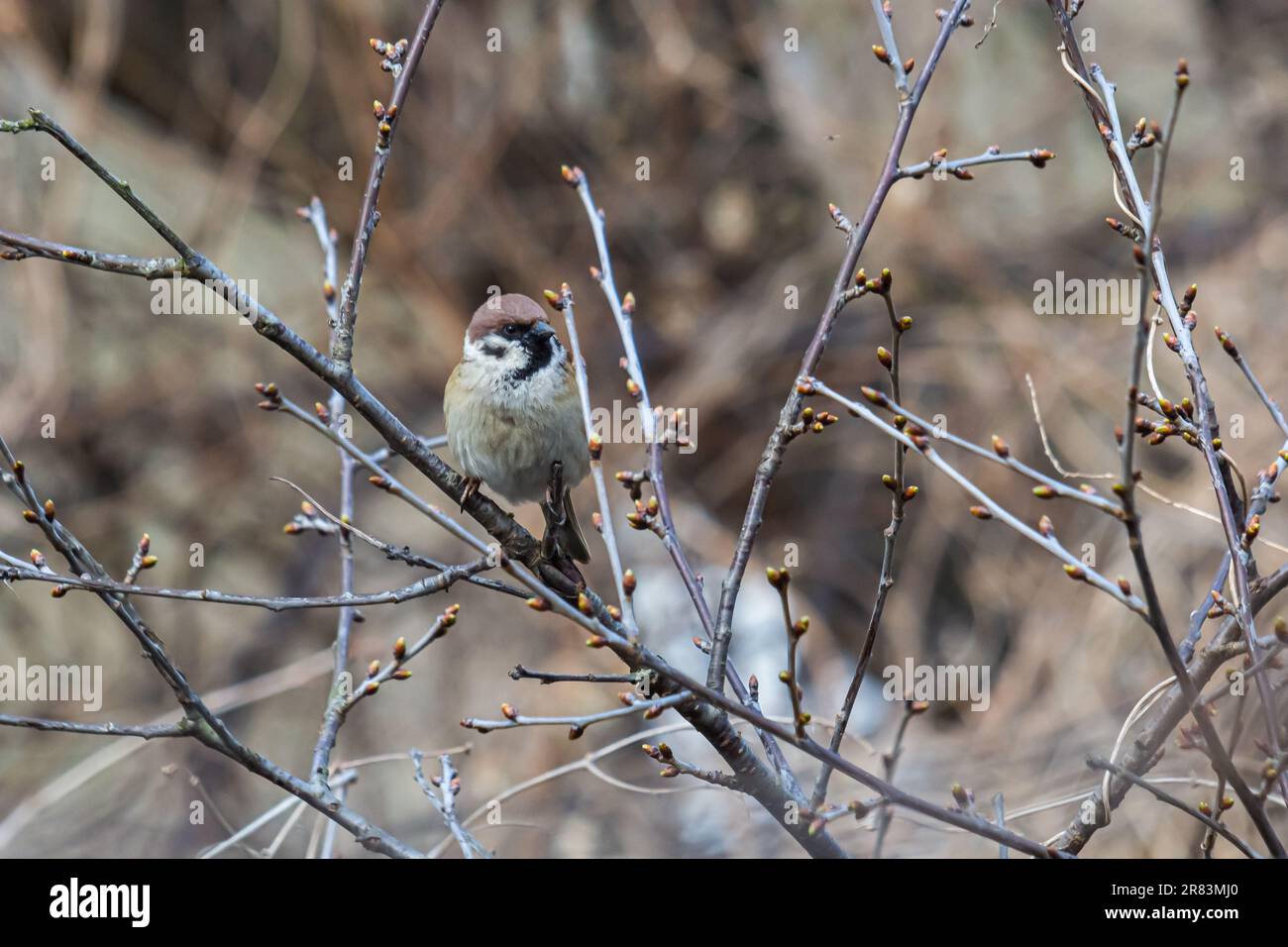 Le moineau eurasien Passer montanus. Portraits d'oiseaux forestiers communs en Europe. Banque D'Images