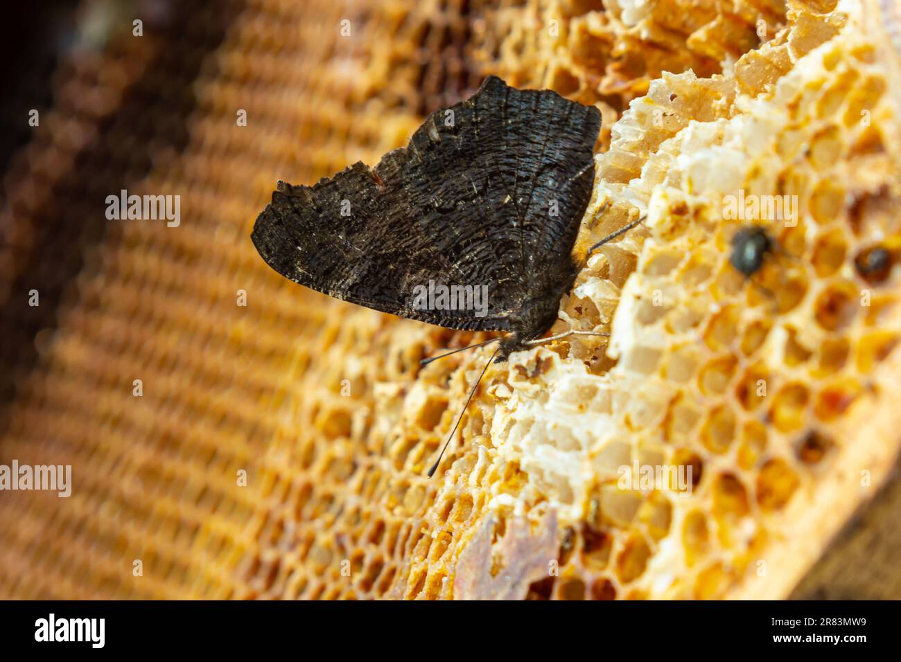 Urticaire aux papillons sur les nids d'abeilles. Gros plan. apiculture, le papillon se nourrit du miel des ruches. Banque D'Images