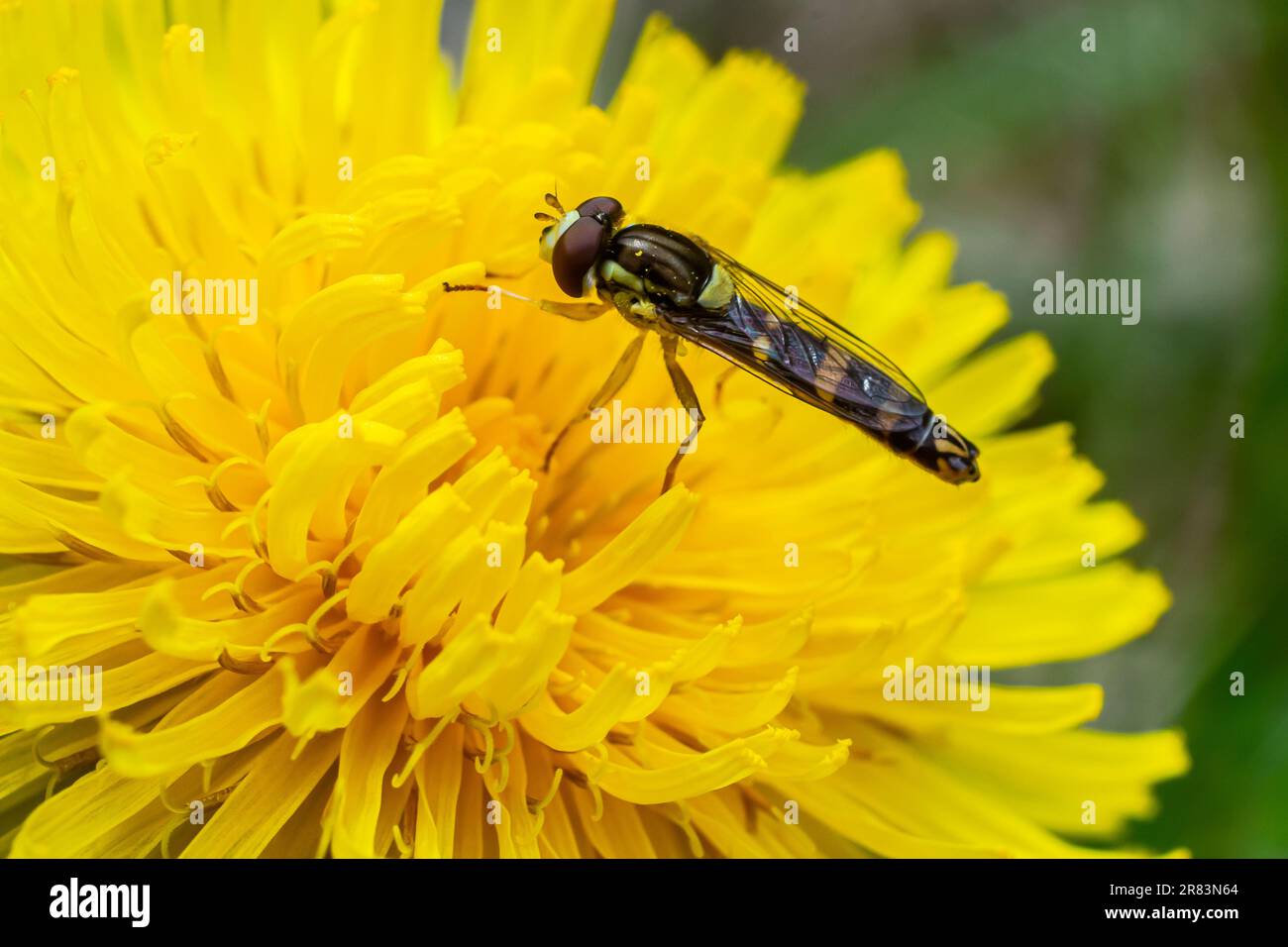 Macro d'un long aéroglisseur Sphaerophoria scripta de la famille des Syrphidae sur une fleur jaune. Banque D'Images