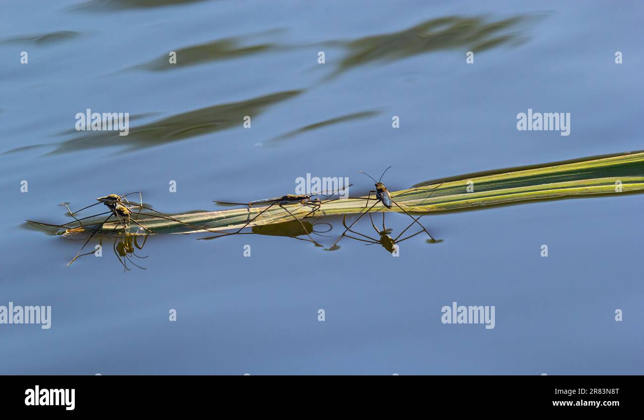 L'insecte Gerris lacustris, connu sous le nom de patineur commun d'étang ou strider commun d'eau est une espèce de strider d'eau, trouvé en Europe ont la capacité de se déplacer rapidement Banque D'Images