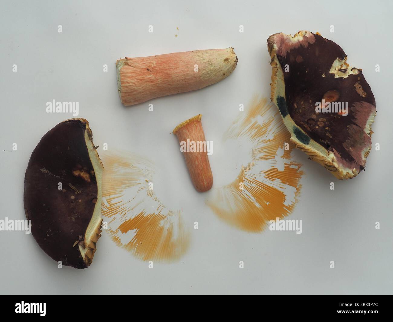 Identification des champignons avec un échantillon de spores et un réactif (guaiac), russula en similicuir à tige rouge (Russula olivacea) Banque D'Images