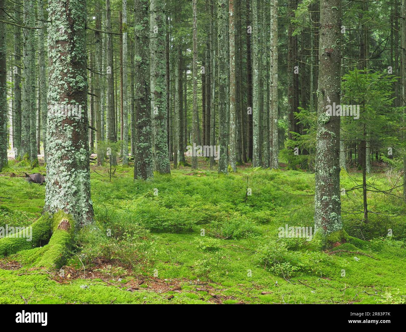 Forêt de conifères avec des mousses et des buissons de bleuets dans la ...