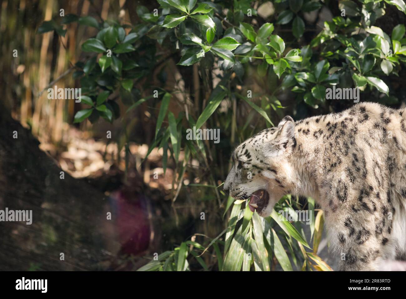 Le léopard des neiges (Panthera Uncia) en captivité monte et descend dans une cage de verre de zoo européen. Banque D'Images
