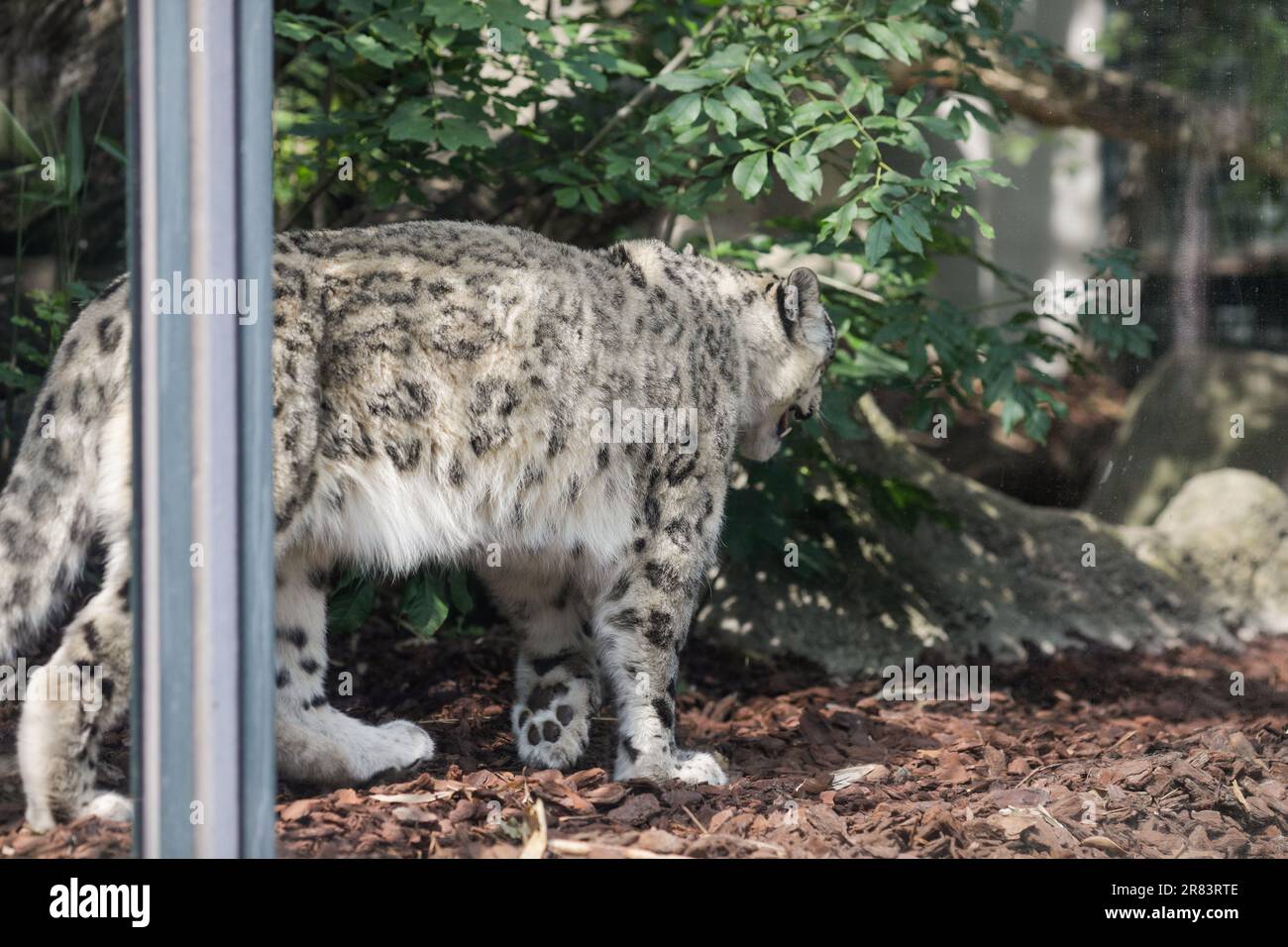Le léopard des neiges (Panthera Uncia) en captivité monte et descend dans une cage de verre de zoo européen. Banque D'Images