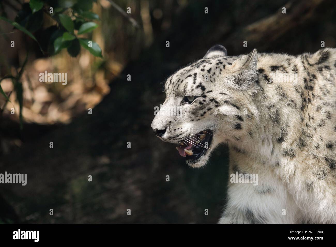 Le léopard des neiges (Panthera Uncia) en captivité monte et descend dans une cage de verre de zoo européen. Banque D'Images