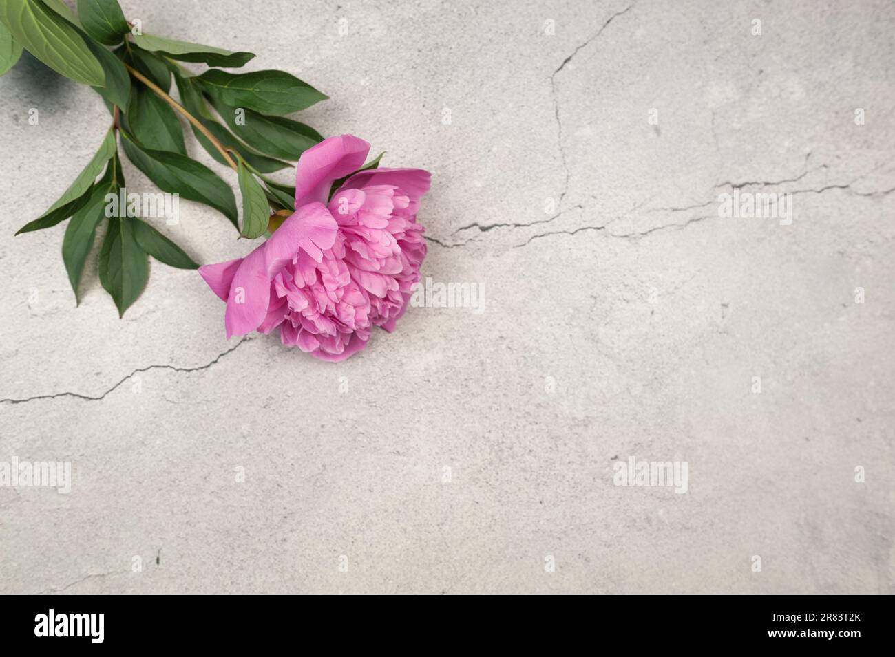 Vue de dessus de la fleur de pivoine rose sur fond de béton gris. Pose à plat de fleur de pivoine, espace de copie. Banque D'Images