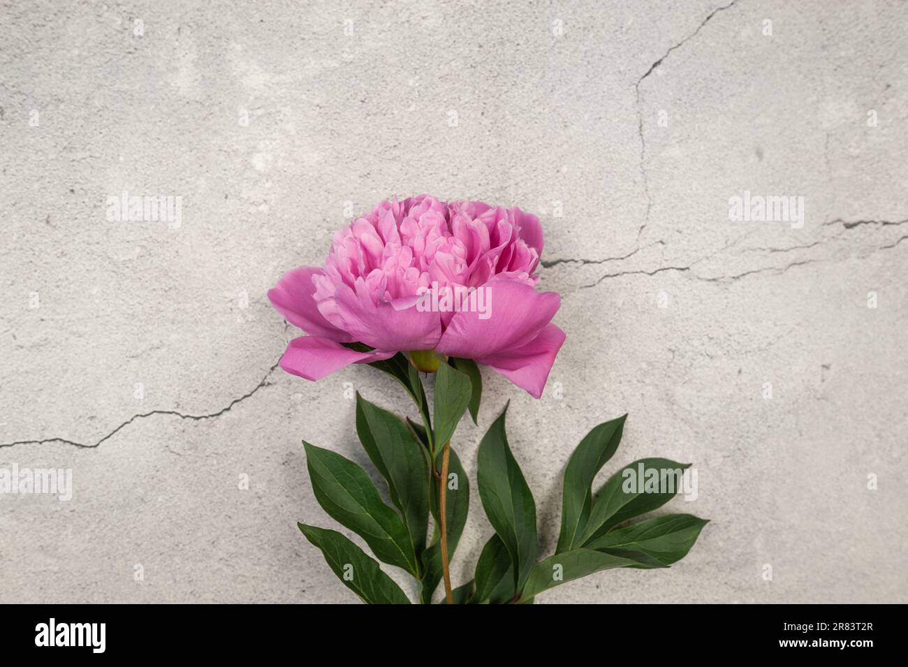 Vue de dessus de la fleur de pivoine rose sur fond de béton gris. Pose à plat de fleur de pivoine, espace de copie. Banque D'Images