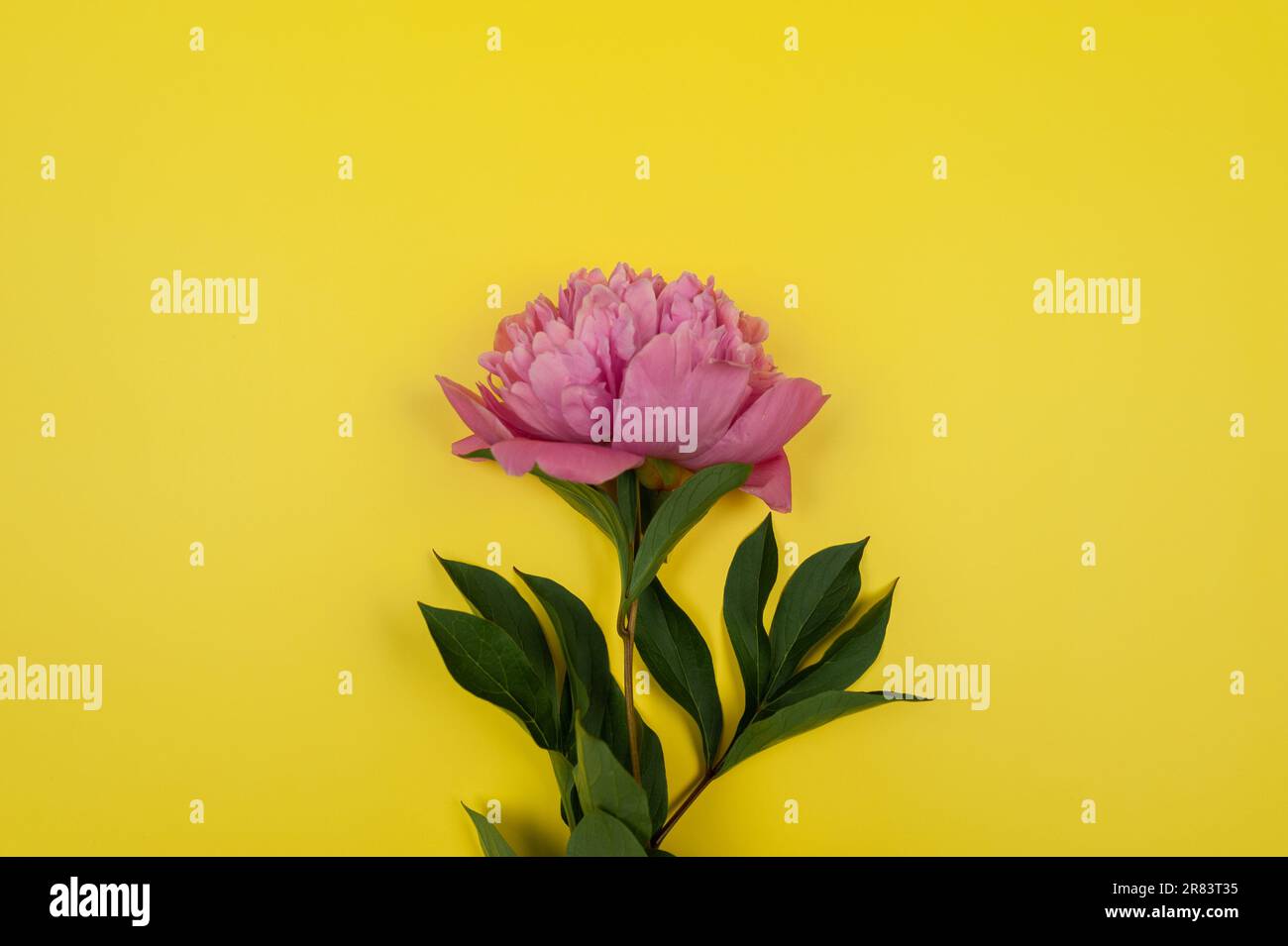 Vue de dessus de la fleur de pivoine rose sur fond jaune. Pose à plat de fleur de pivoine, espace de copie. Banque D'Images