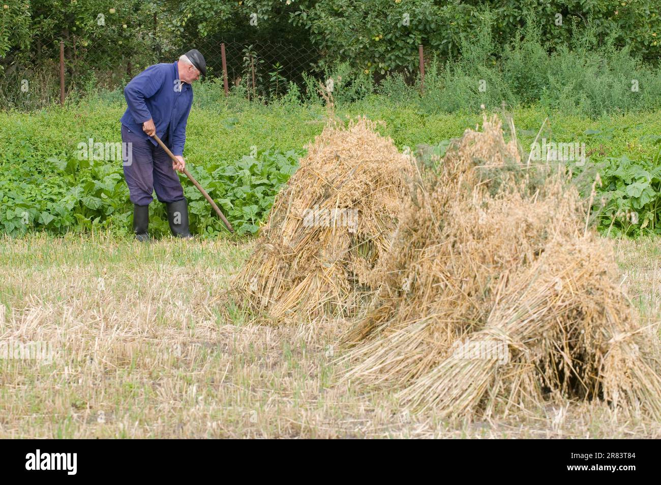 Agriculture traditionnelle Banque D'Images
