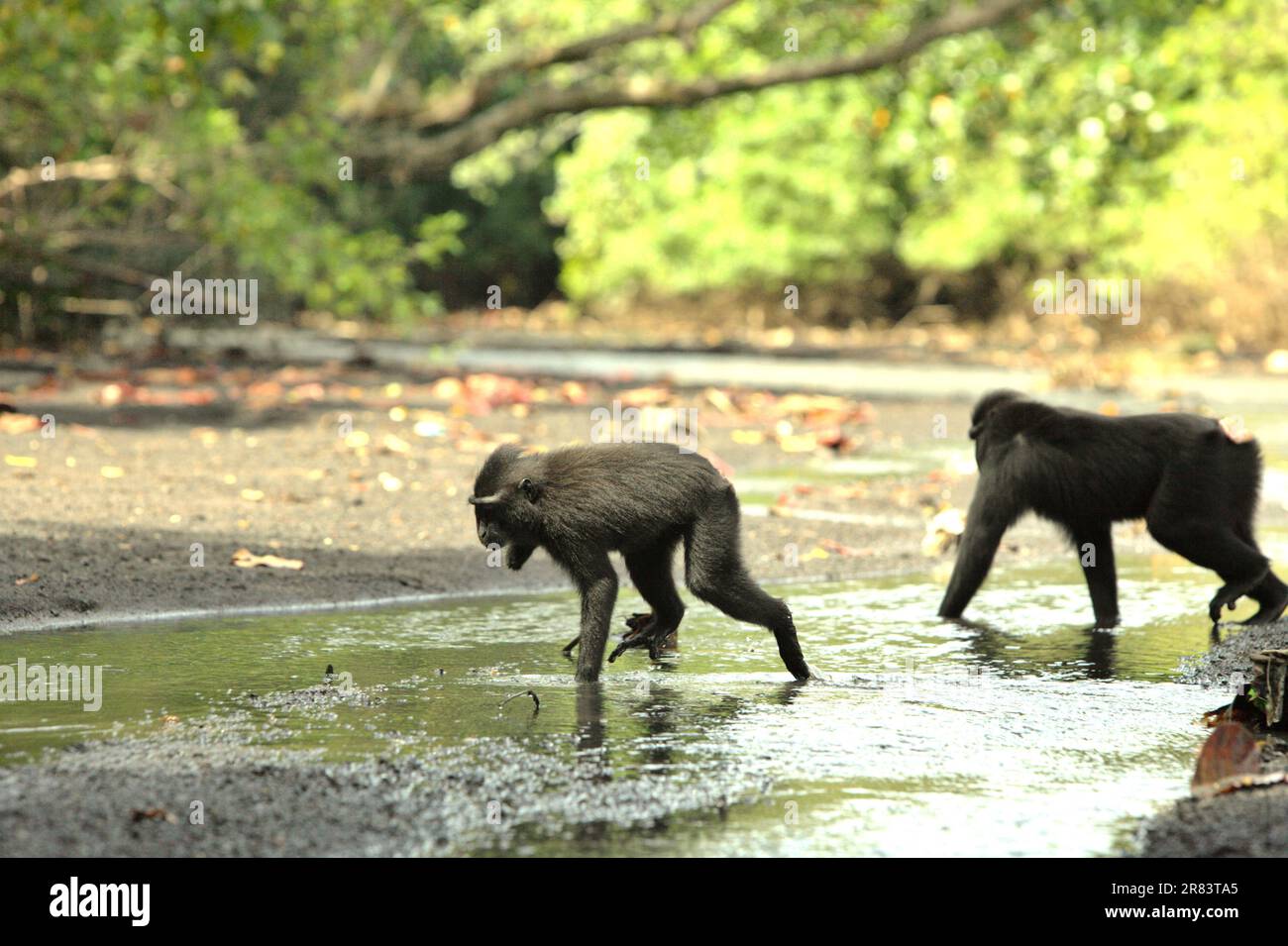 Les macaques à crasseux noirs (Macaca nigra) de Sulawesi sont en cours d'eau près d'une plage dans la réserve naturelle de Tangkoko, au nord de Sulawesi, en Indonésie. Les effets du changement climatique sur les espèces endémiques peuvent être observés sur les changements de comportement et de disponibilité alimentaire, qui influent sur leur taux de survie. Depuis au moins 1997, les scientifiques examinent les impacts possibles du changement climatique sur les primates du monde, avec des résultats qu'il modifie de façon ostensio-active leurs comportements, activités, cycles de reproduction, disponibilité alimentaire et gamme de nourriture. La menace climatique peut également réduire leur adéquation à l'habitat. Banque D'Images