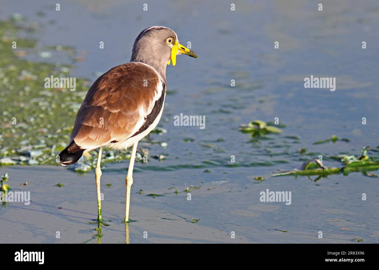 Laponiforme à long aigou, laponiforme à couronne blanche (vanellus albiceps), S Banque D'Images