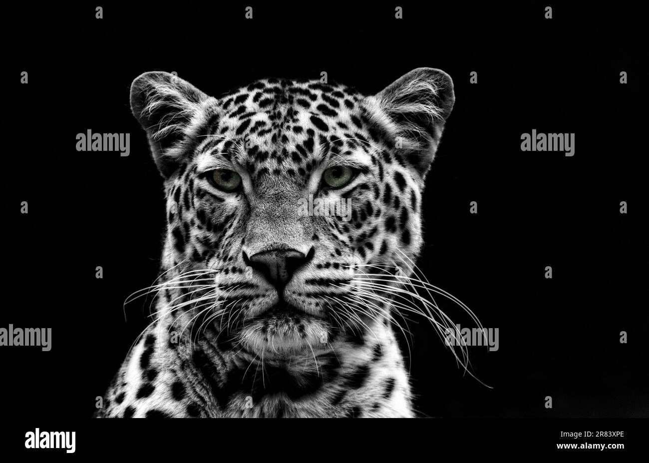 Leopard Portrait Banque D'Images