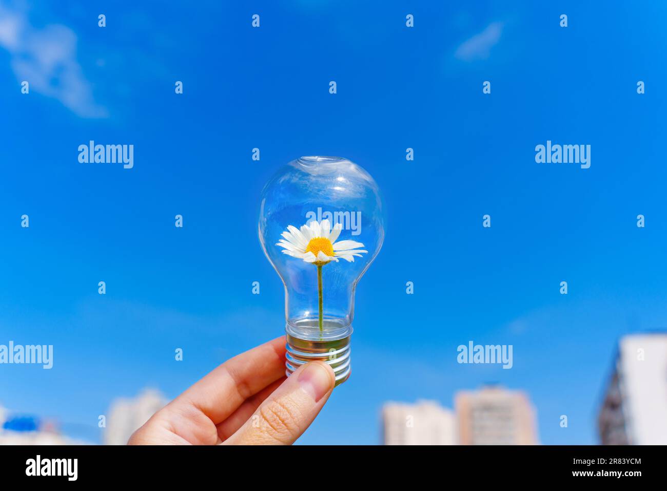 Main tenant une ampoule avec une Marguerite fleurie à l'intérieur contre le ciel bleu au-dessus du paysage urbain. Embrasser la beauté de la nature dans les choix d'éclairage. Banque D'Images