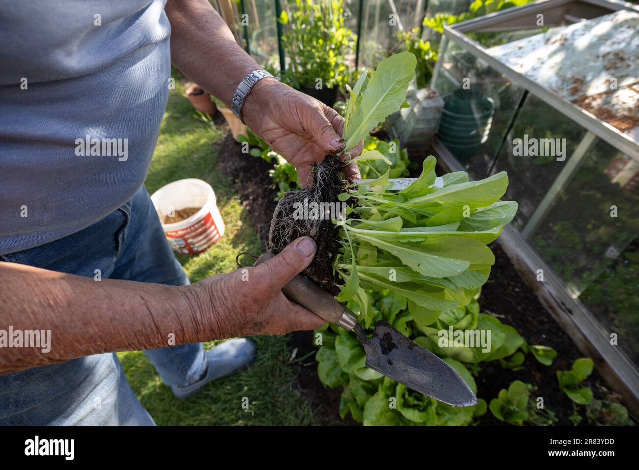 Homme âgé de quatre-vingt ans cultivant des légumes, y compris des laitues, dans son jardin arrière, Somerset, Angleterre, Royaume-Uni Banque D'Images