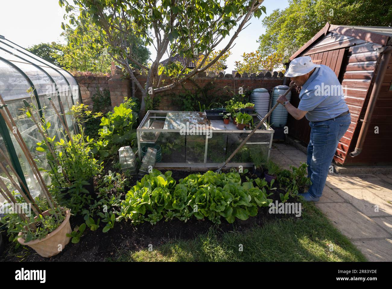 Homme âgé de quatre-vingt ans cultivant des légumes, y compris des laitues, dans son jardin arrière, Somerset, Angleterre, Royaume-Uni Banque D'Images