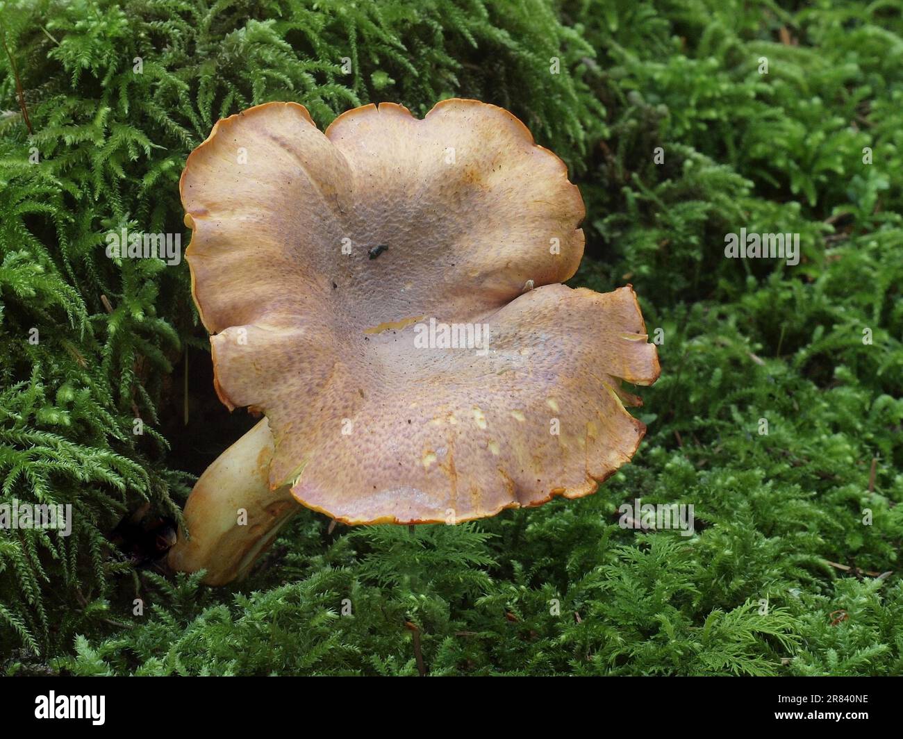 La chanterelle à écaille de violet ou d'améthyste Cantharellus est une