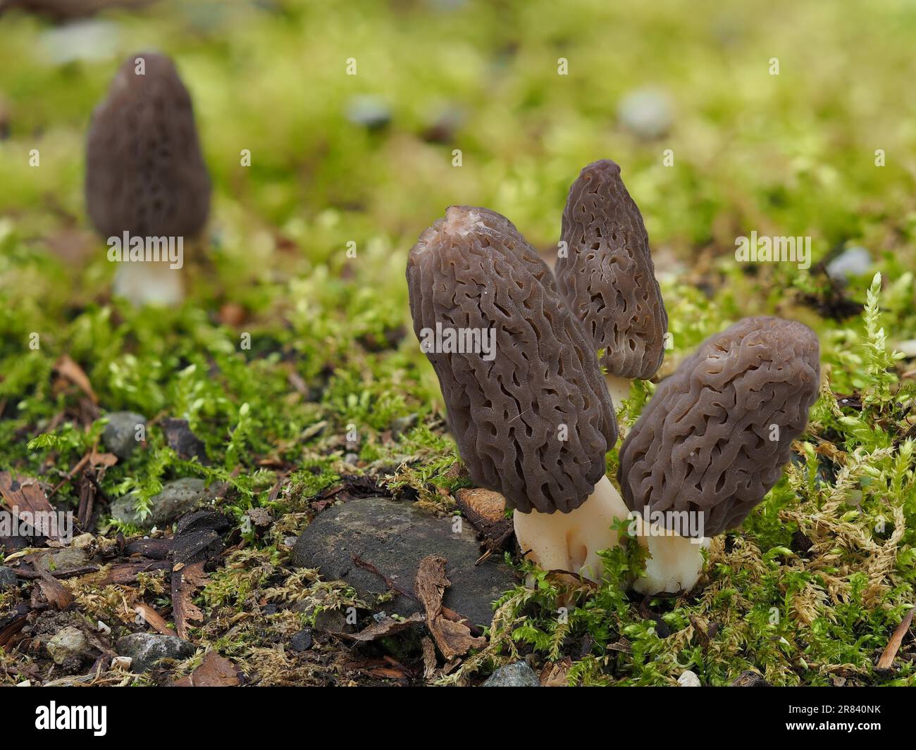 Morilles noires (Morchella conica) Banque D'Images