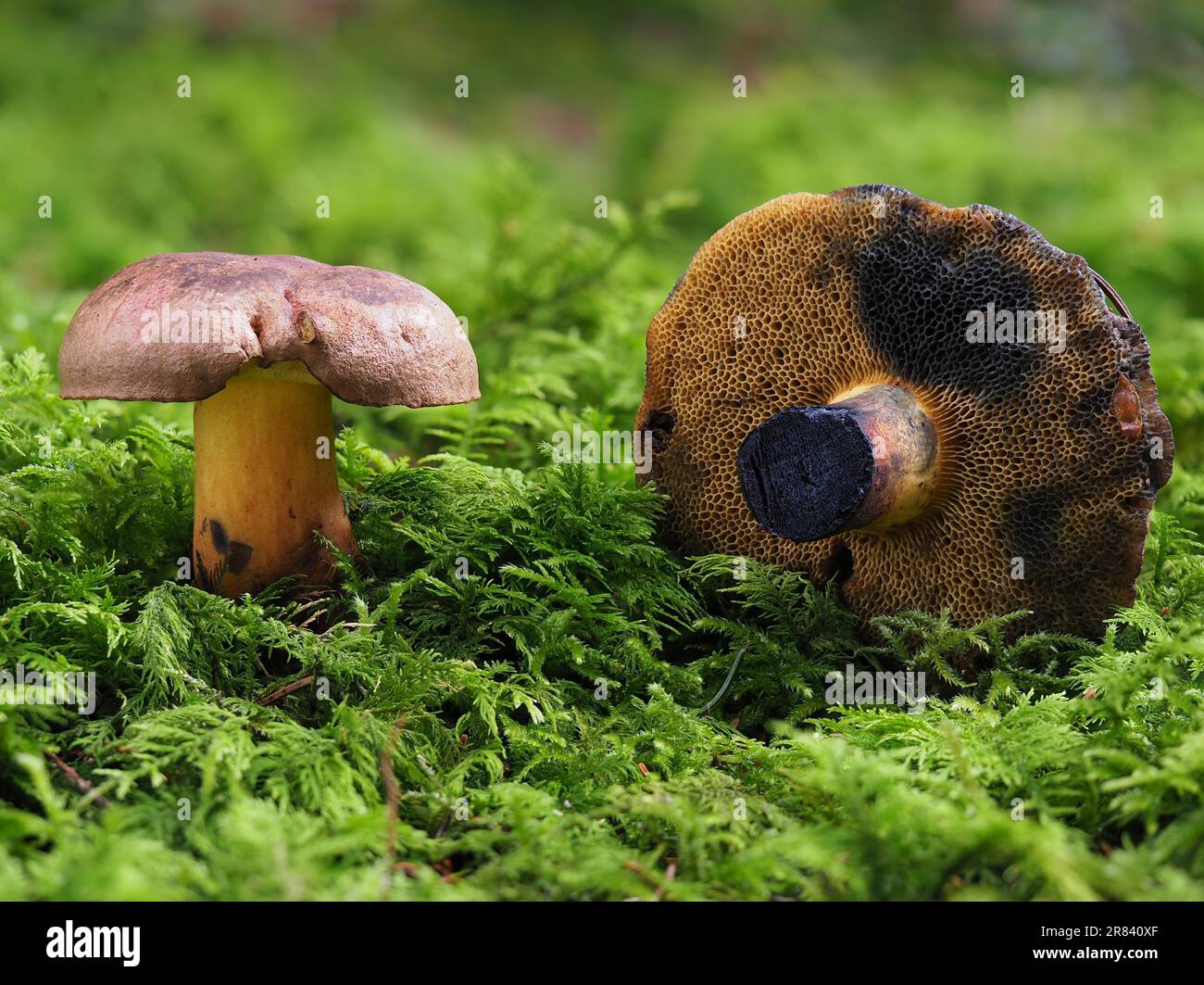 Boletus bleu-noir, Cyanobuletus pulverulentus Banque D'Images