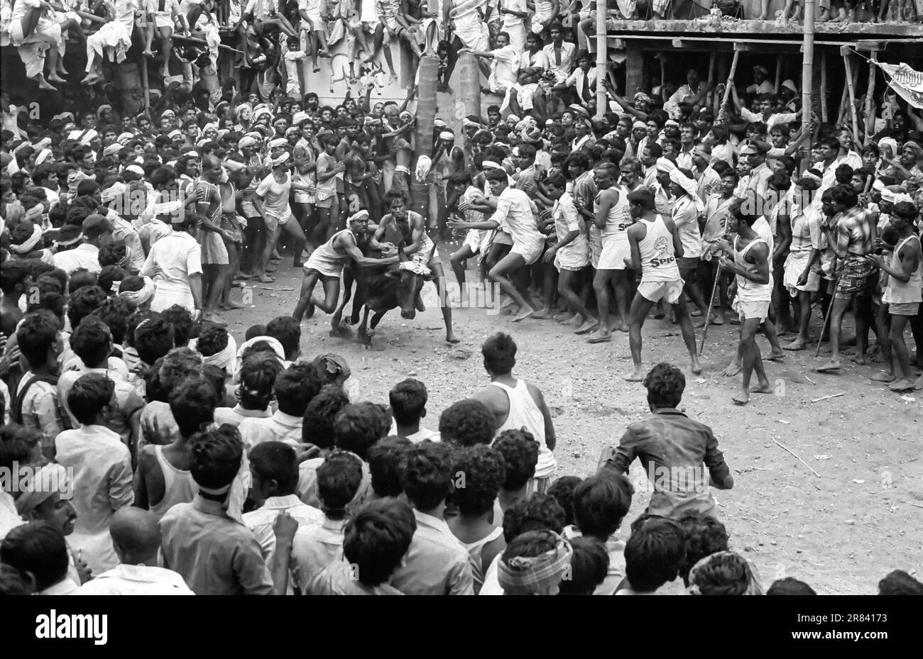 Photo en noir et blanc, Jallikattu ou taureau en cours de festival Pongal à Alanganallur près de Madurai, Tamil Nadu, Inde, Asie Banque D'Images