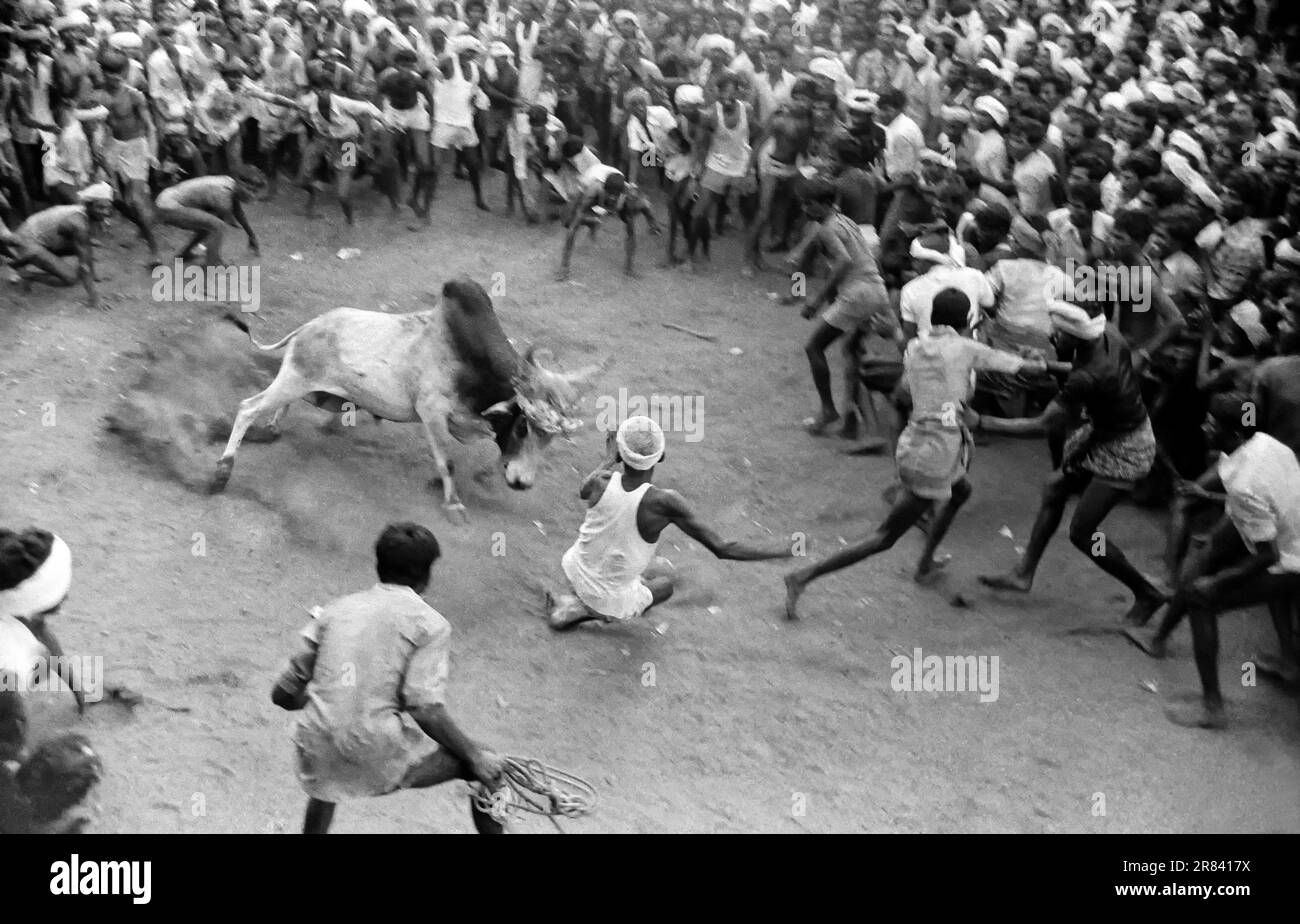 Photo en noir et blanc, Jallikattu ou taureau en train de tacher pendant le festival de Pongal à Avaniapuram près de Madurai, Tamil Nadu, Inde, Asie. Photographié en 1975 Banque D'Images
