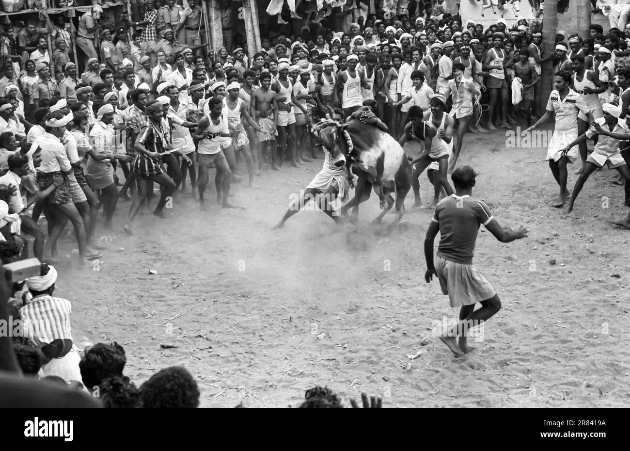 Photo en noir et blanc, Jallikattu ou taureau en cours de festival Pongal à Alanganallur près de Madurai, Tamil Nadu, Inde, Asie Banque D'Images