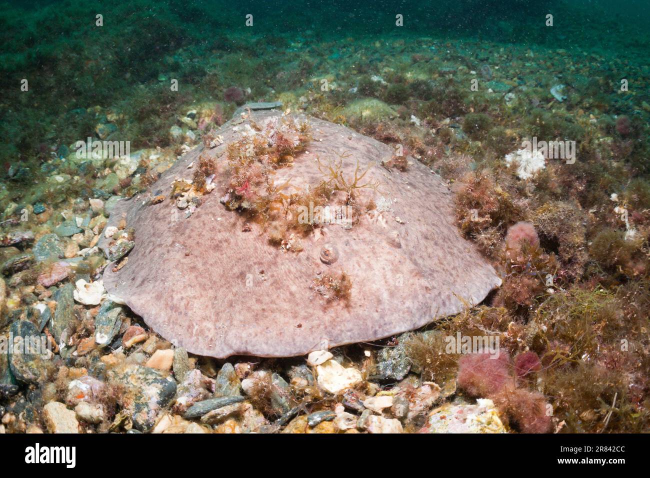 Torpedo Ray marbré, Cap de Creus, Costa Brava, Espagne (Torpedo marmorata) Banque D'Images